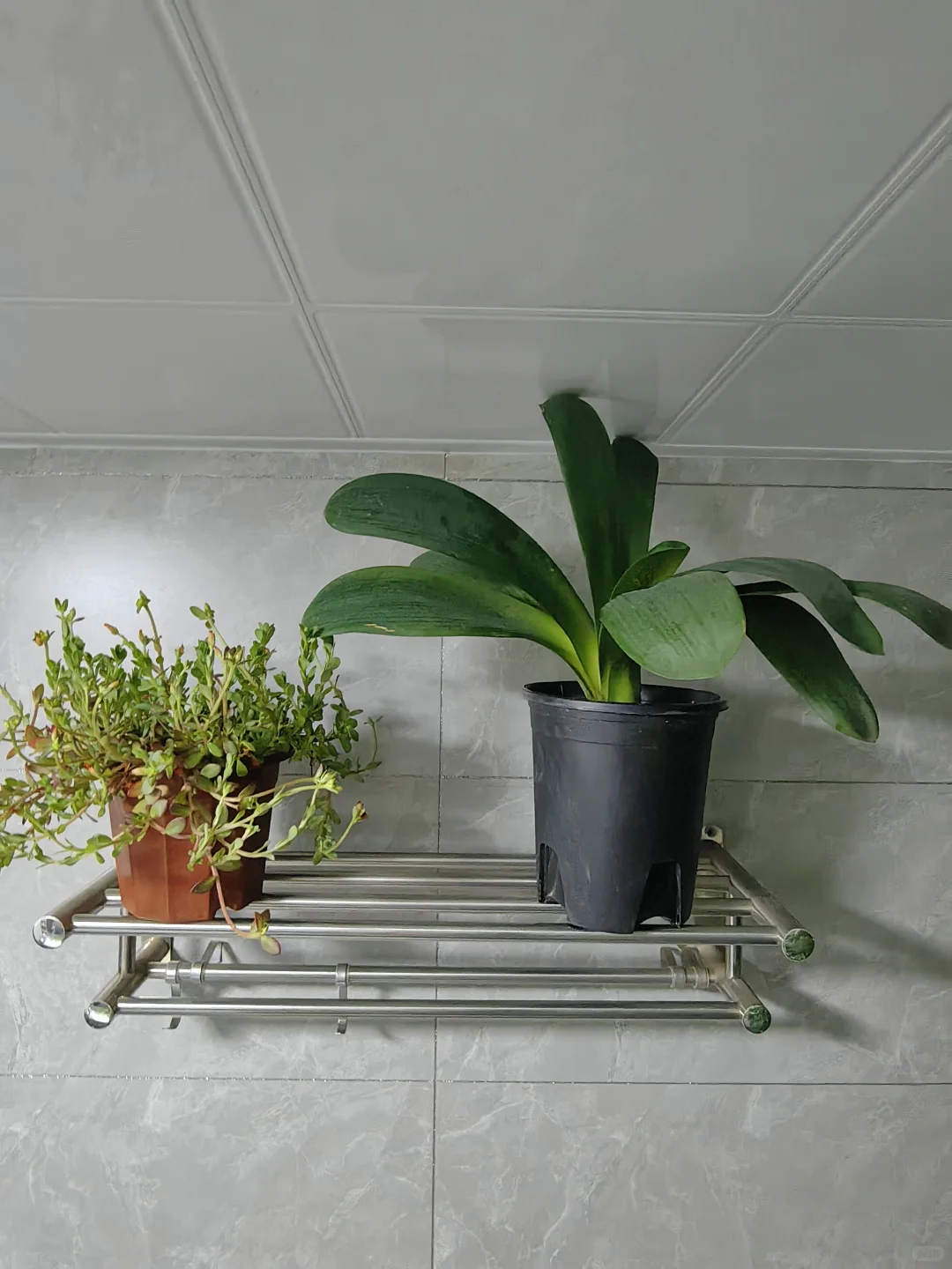 五十三块钱淘来的一堆绿植，也没有谁了吧！