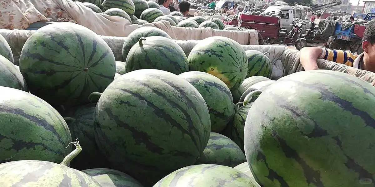 一天400吨！山东聊城大哥年卖蔬菜3000万斤