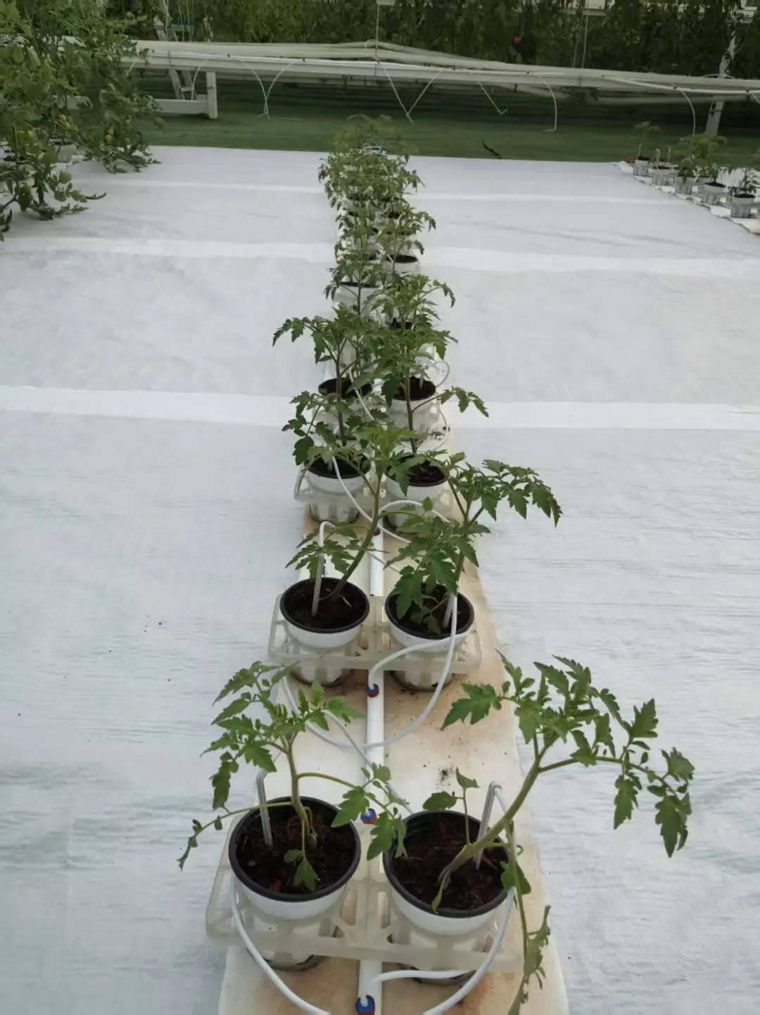 人人都会种,人人种的起