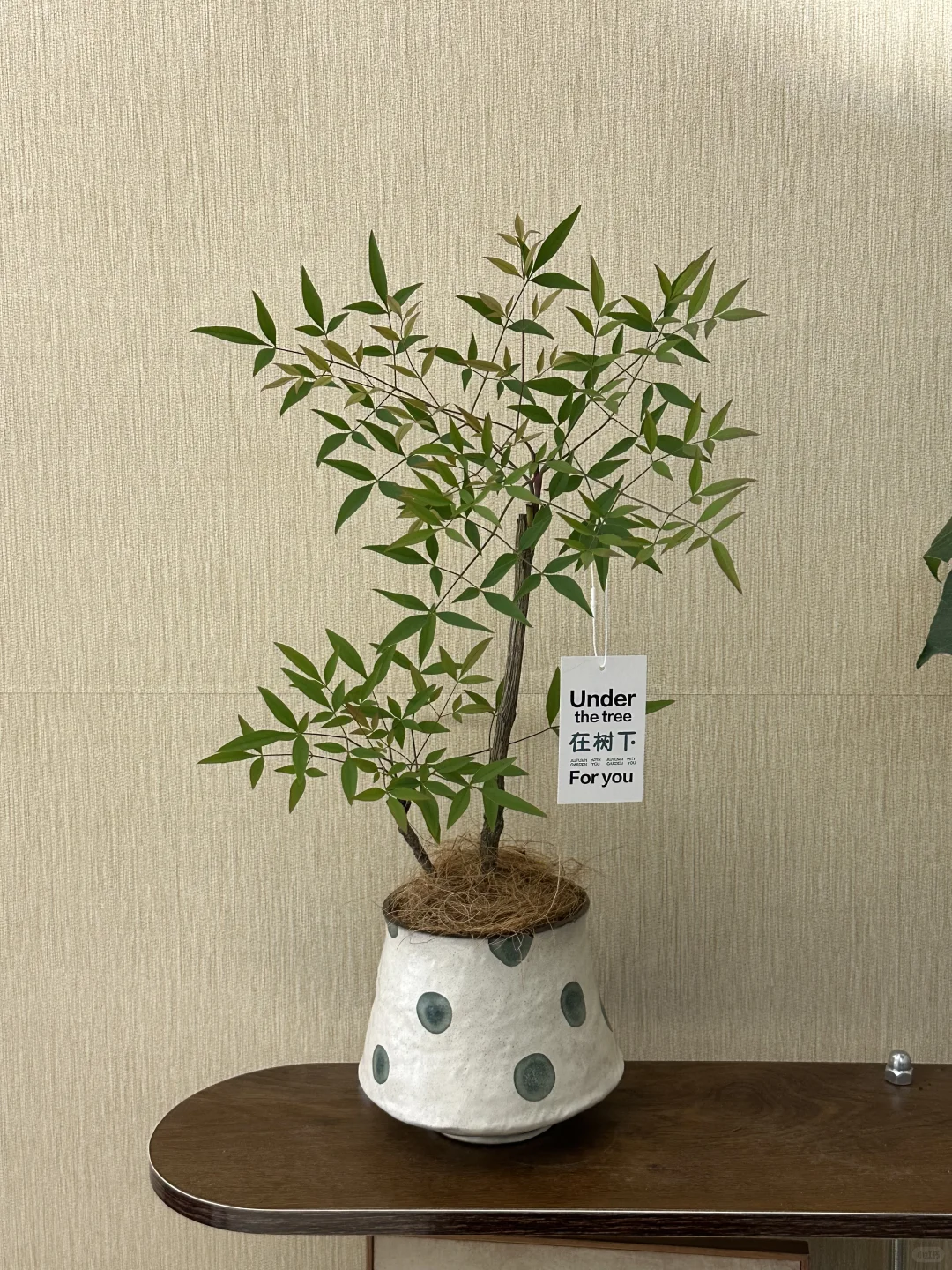 平价中古风绿植分享?