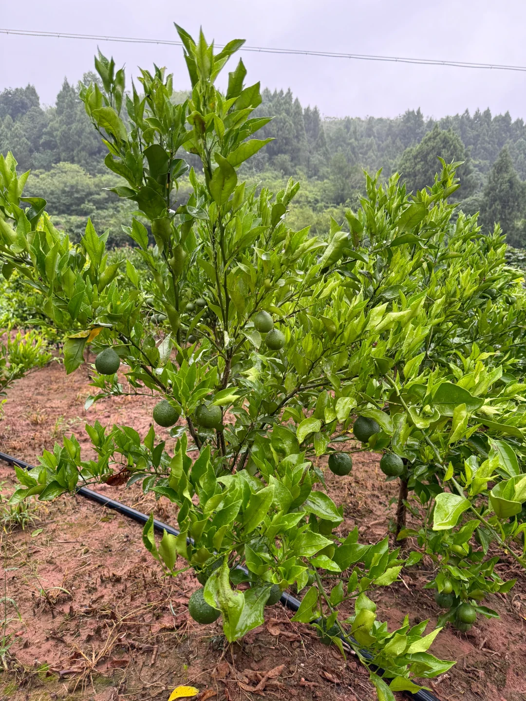 有没有人找我买果苗的呀，性价比杠杠的