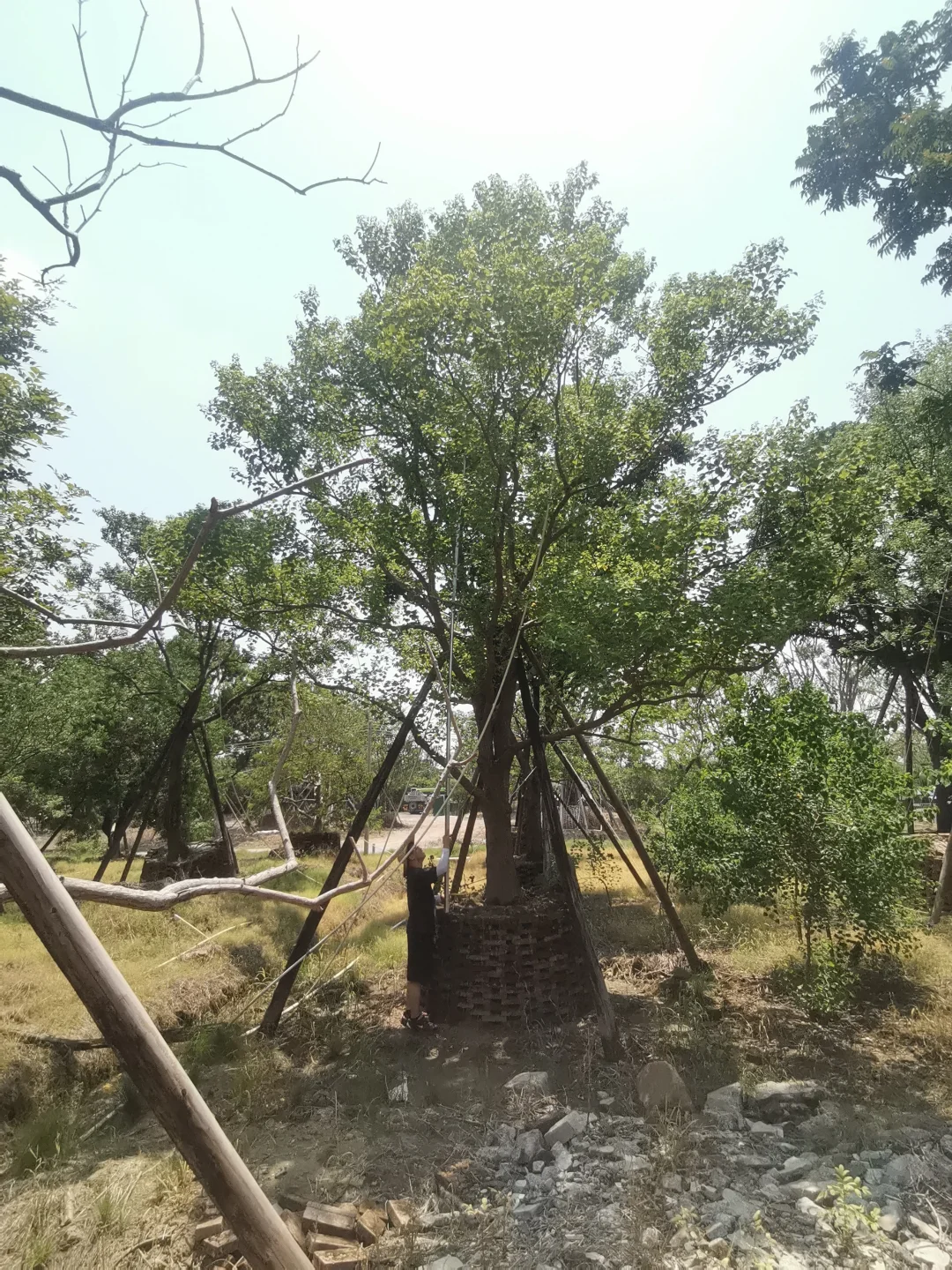 大乌桕+小乌桕均有货