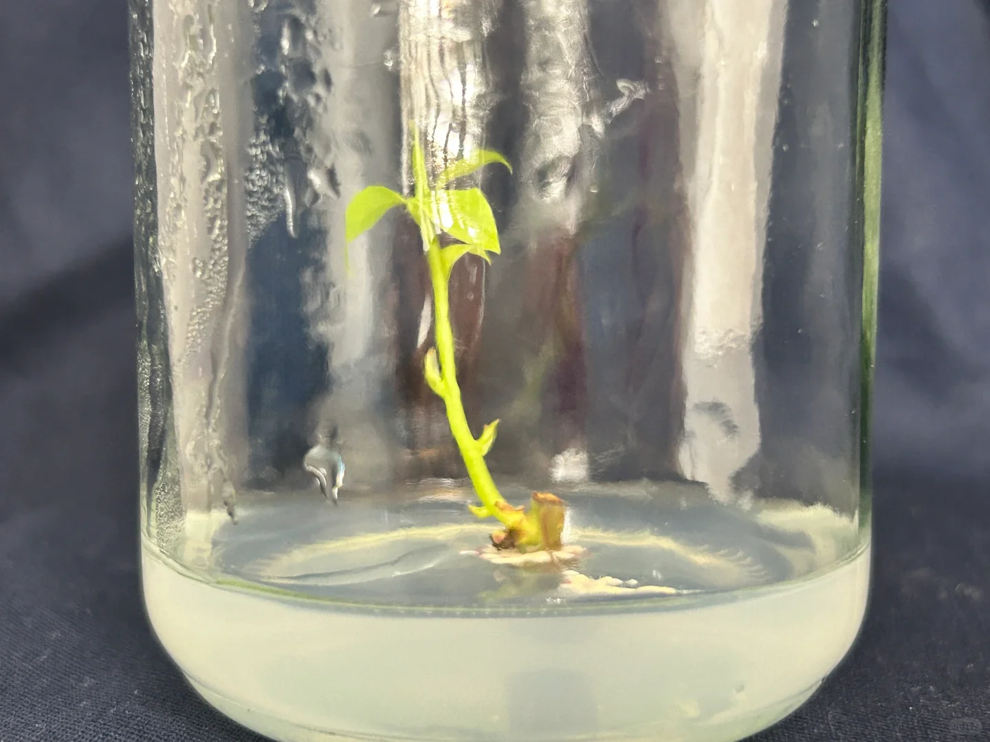 读研日记｜木本植物组织培养实验太神奇了
