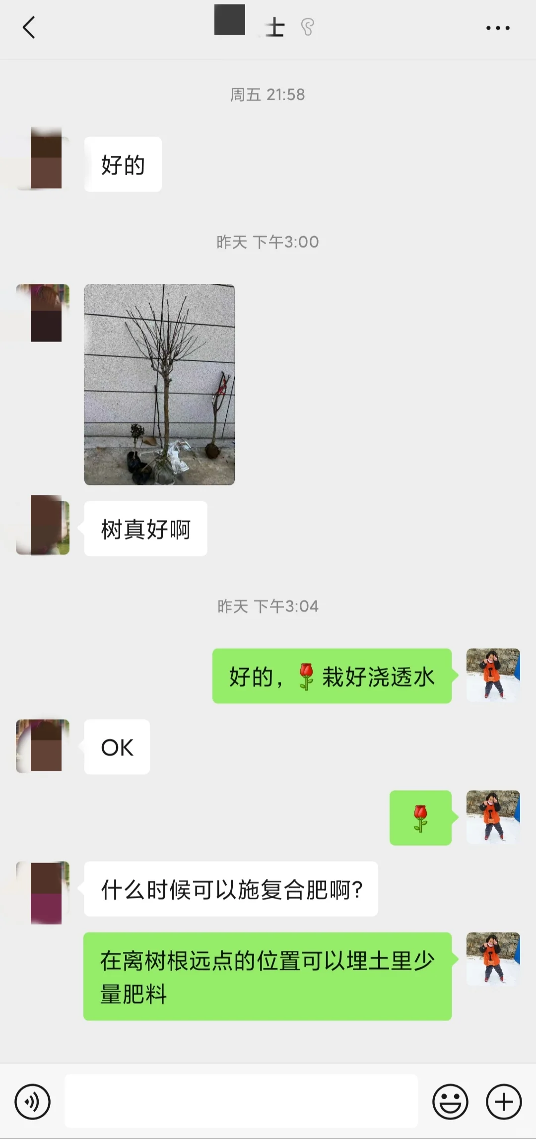 挖到了一家不错的山楂树苗