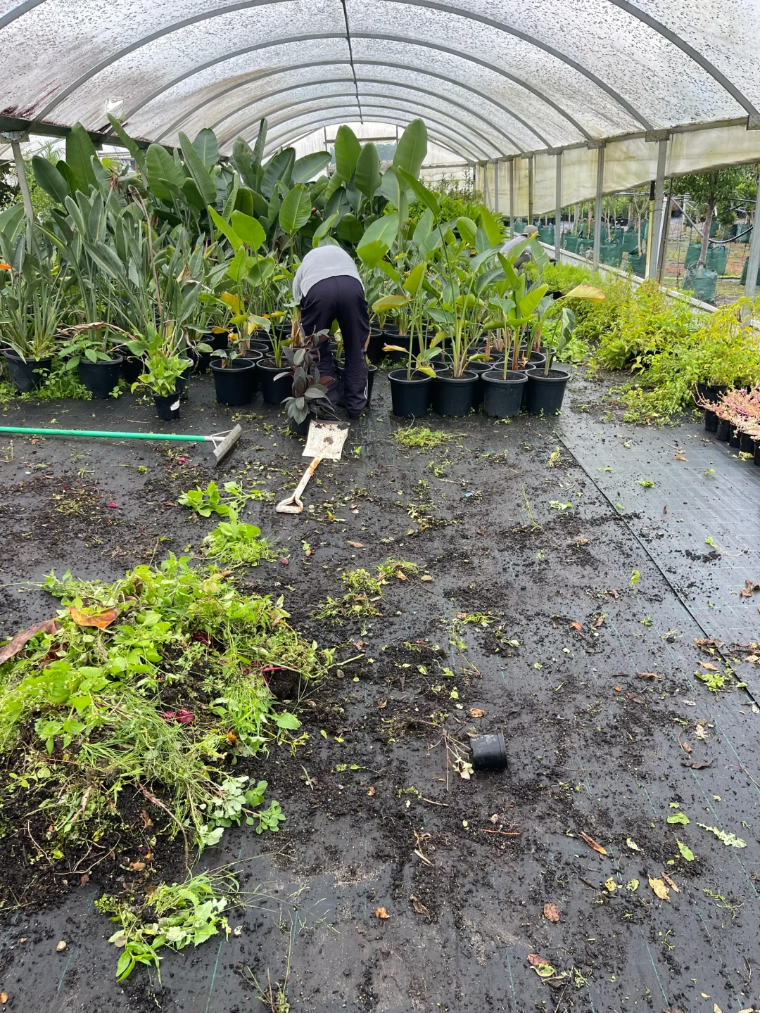 苗圃日常的打理