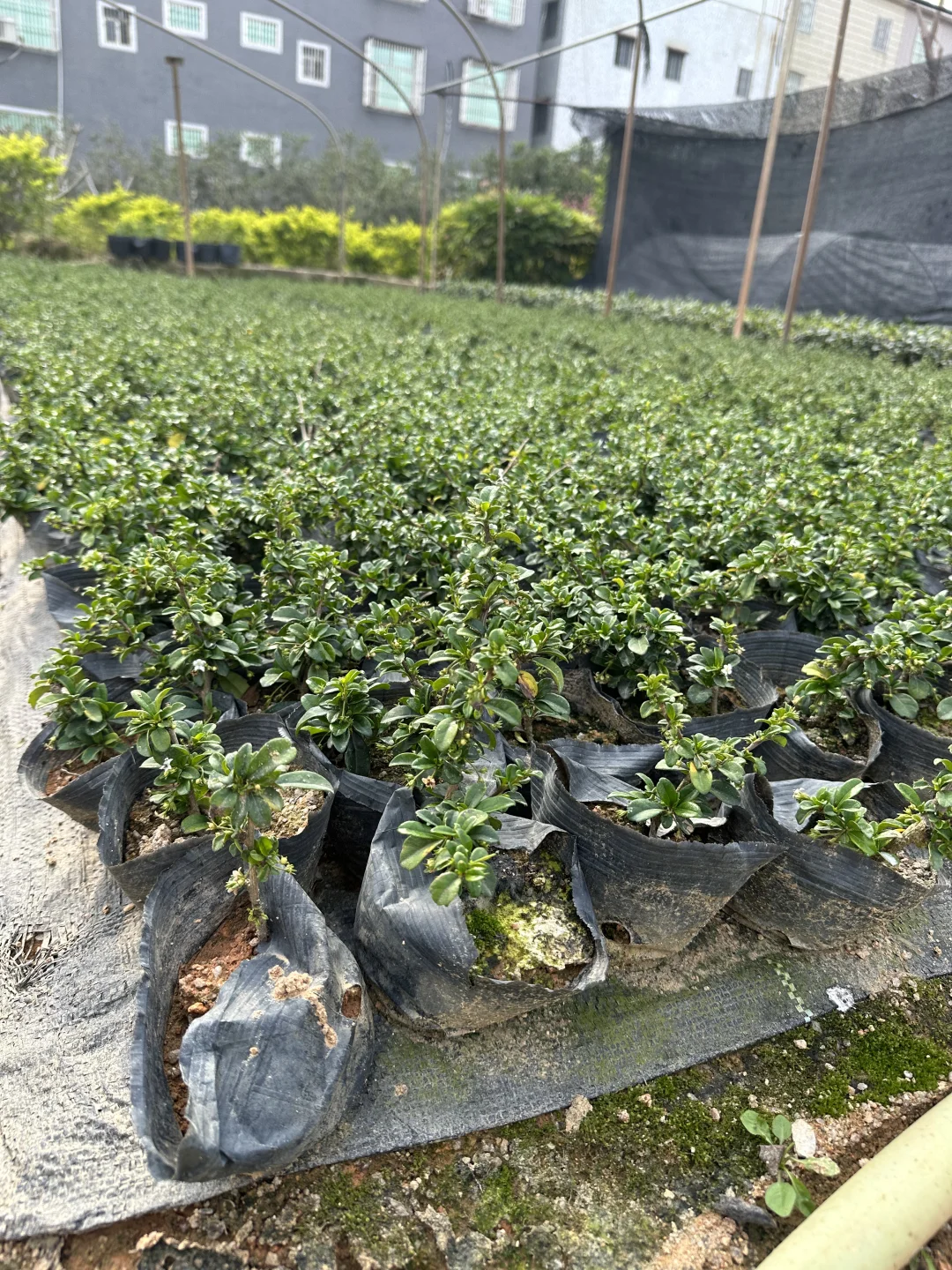 大量工程苗木供应