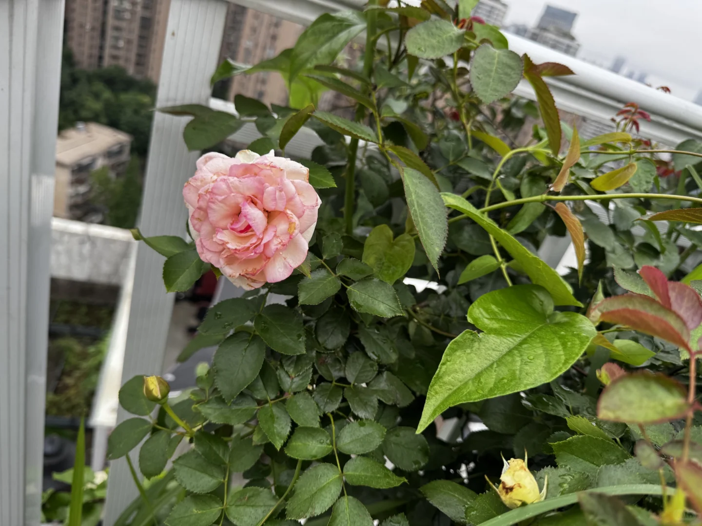 我的菜园丰盛了