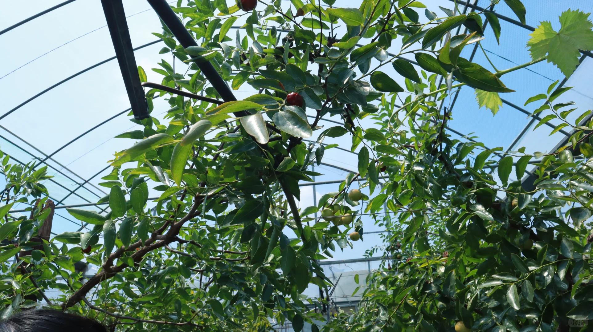 从甬江到衢江:一场跨越浙东浙西的智慧农业