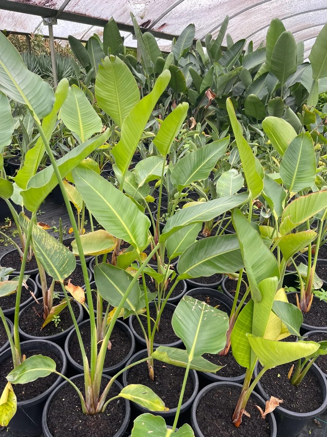 苗圃日常的打理