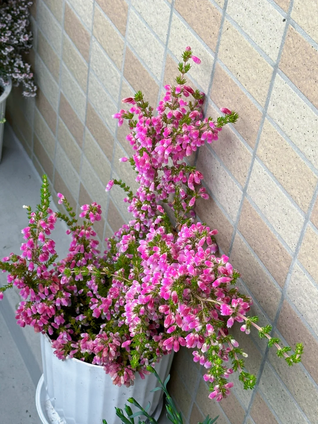 我种了一阳台的花，也不知道叫什么名字