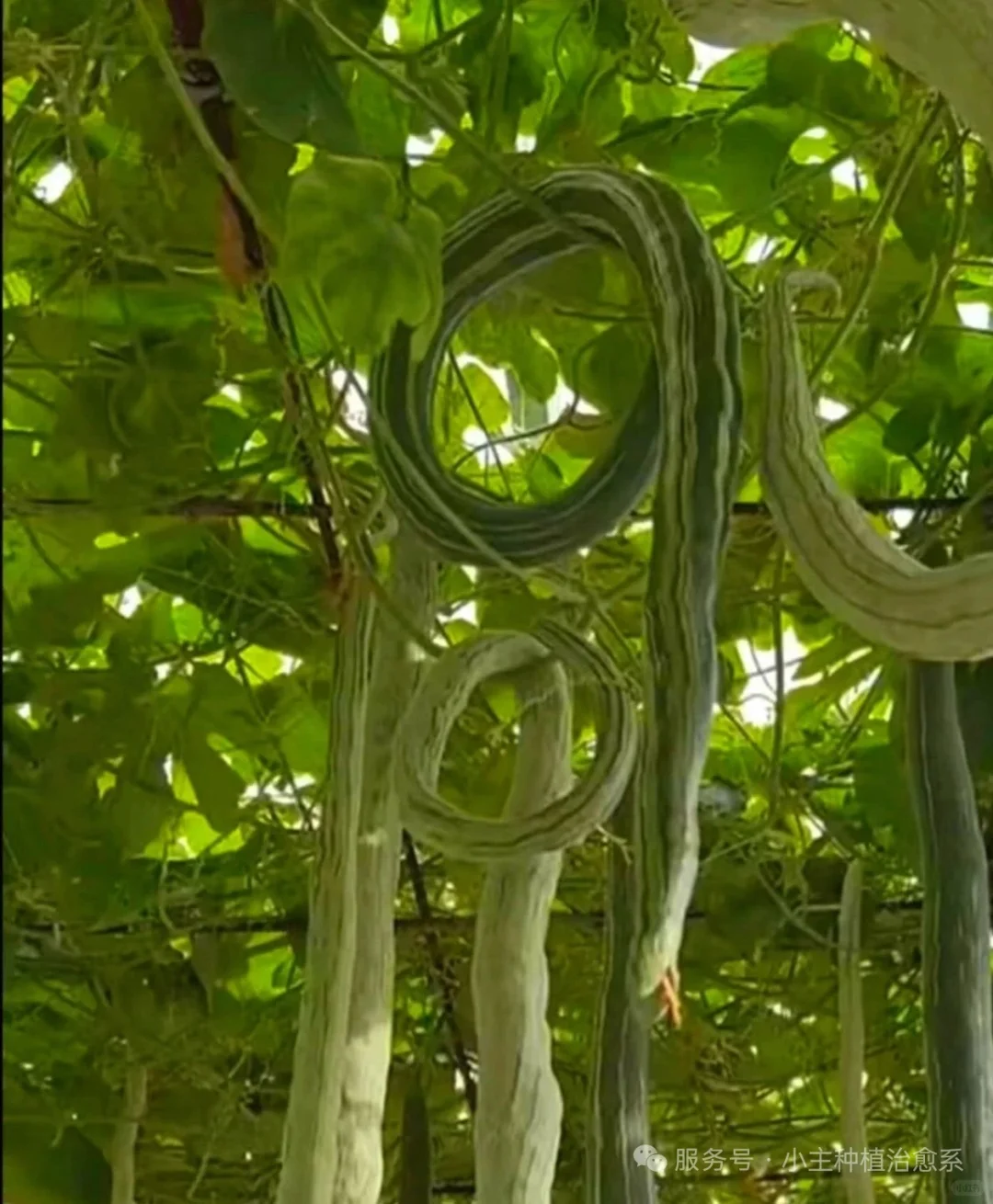 农村菜园惊现“活蛇”？