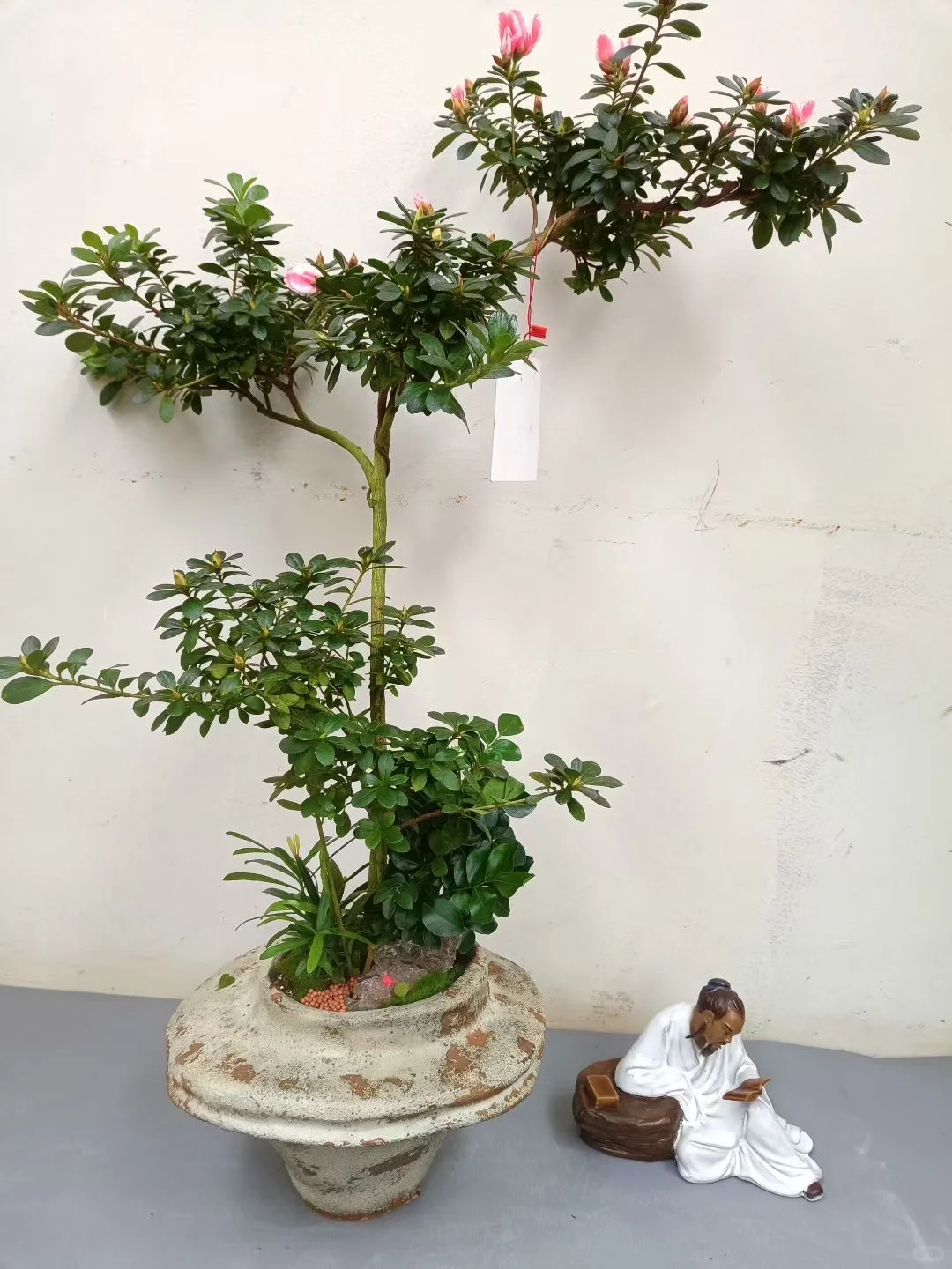 绿植盆栽,让家充满生机与活力!!!