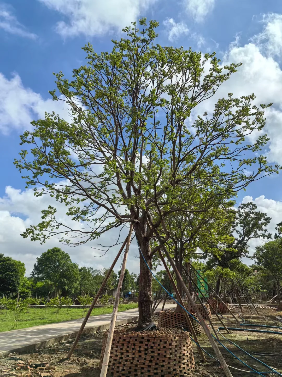 大乌桕+小乌桕均有货