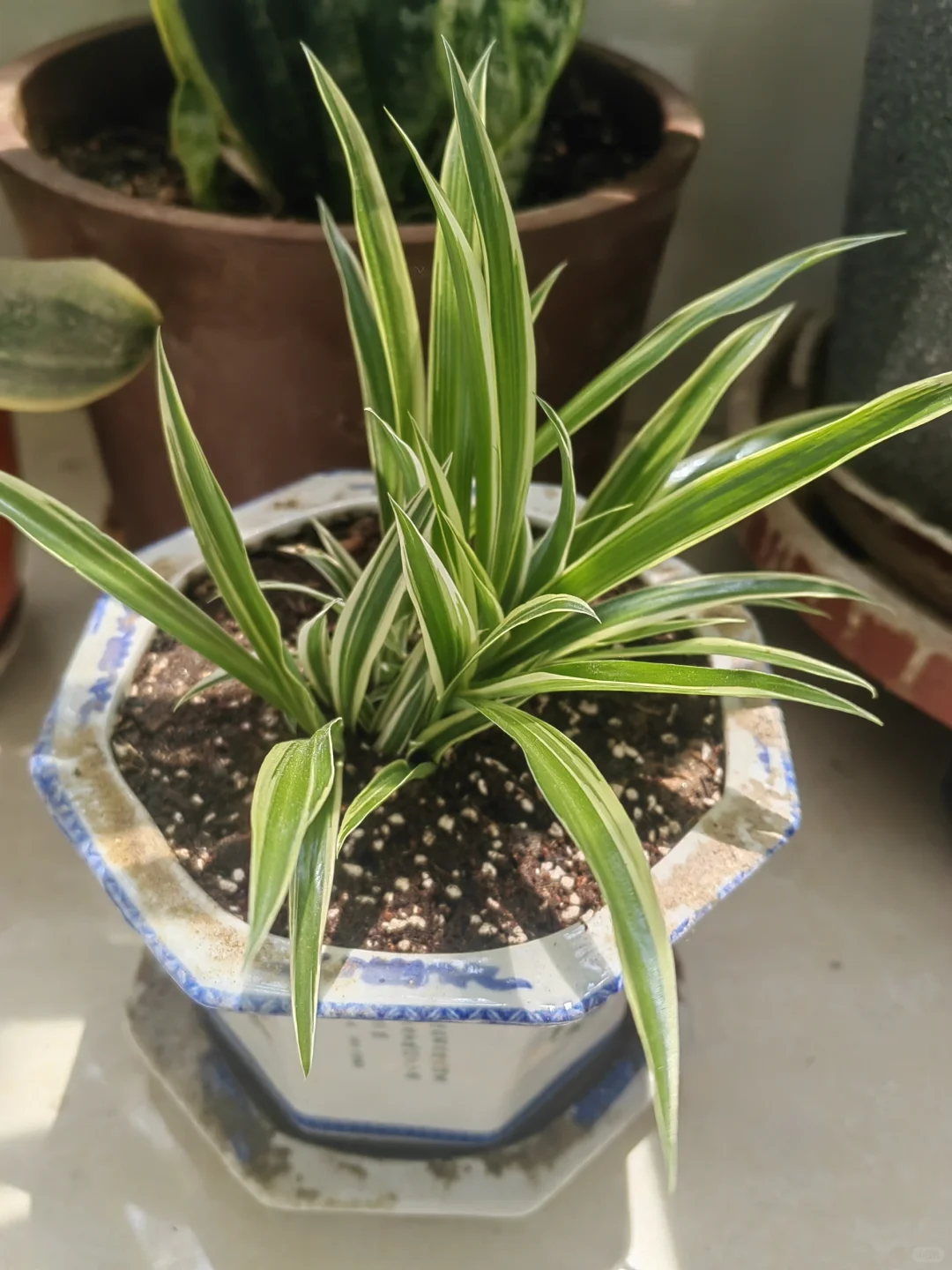 钟爱阳台的花花草草！