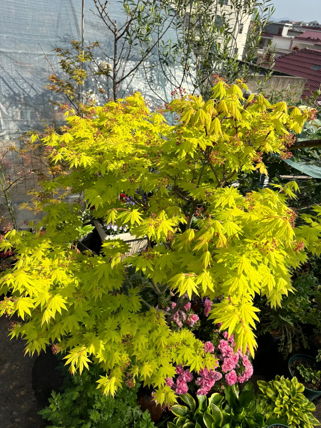 枫叶-约旦（普货中的战斗机）