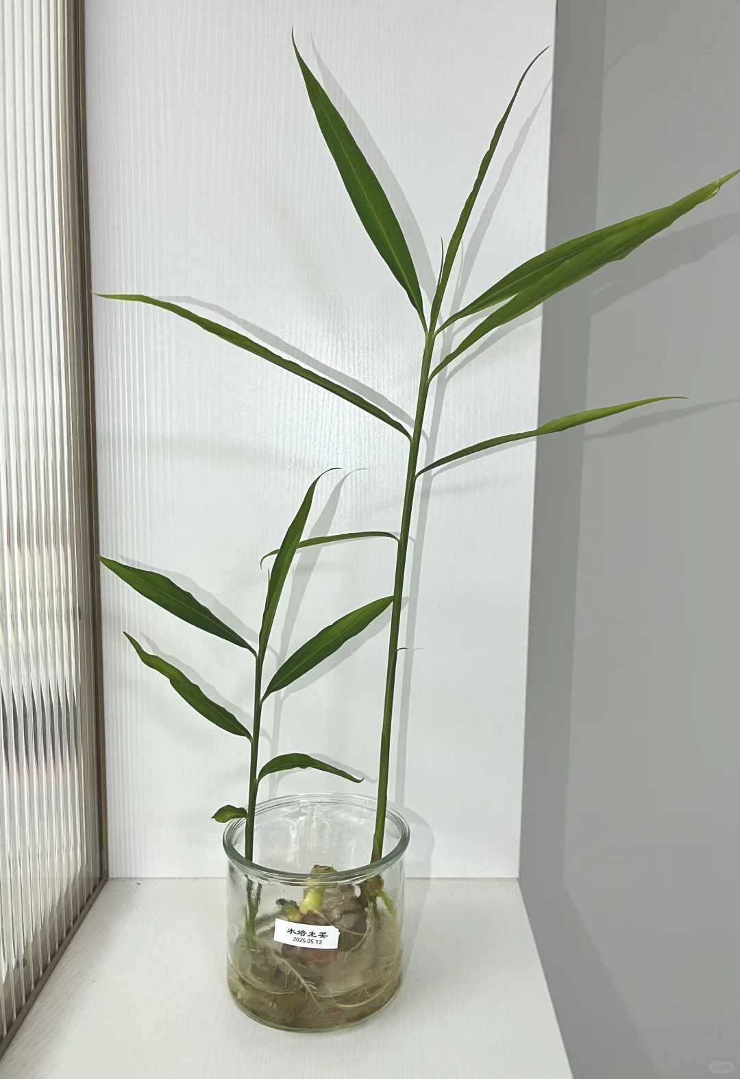 Hydroponic vegetables 水培各类蔬菜