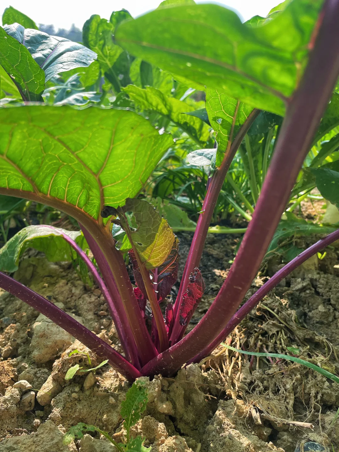 不仅是绿色的蔬菜，而且还是绿色蔬菜