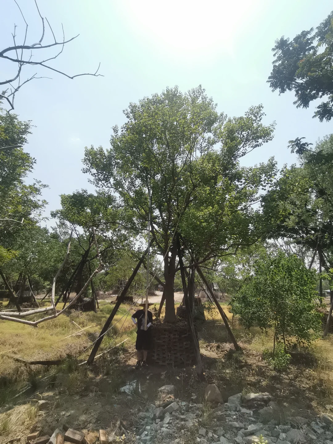 大乌桕+小乌桕均有货