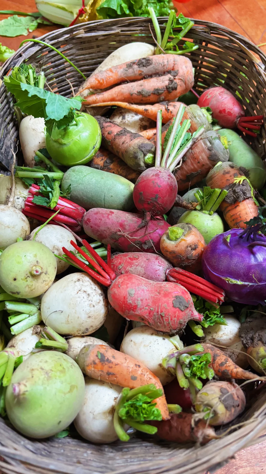 冬季菜园子能收什么菜呢？