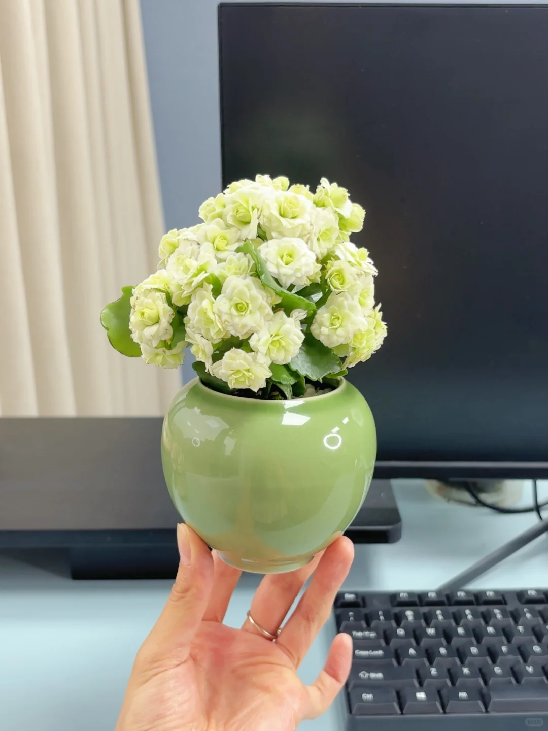 没辜负！长寿花真的随便养随便活?太省心了