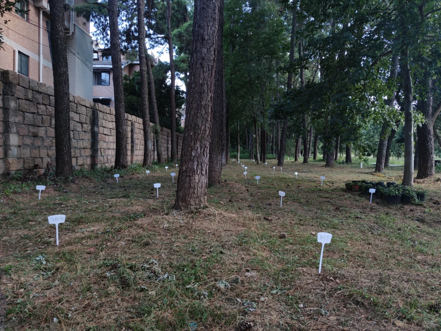 林下经济:宝藏就在树下财富与生态共赢