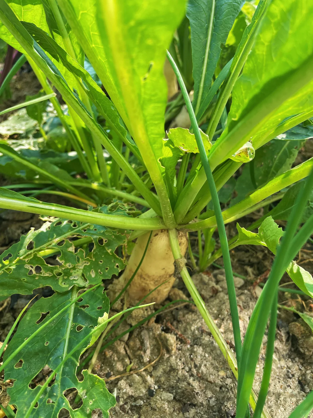 不仅是绿色的蔬菜，而且还是绿色蔬菜