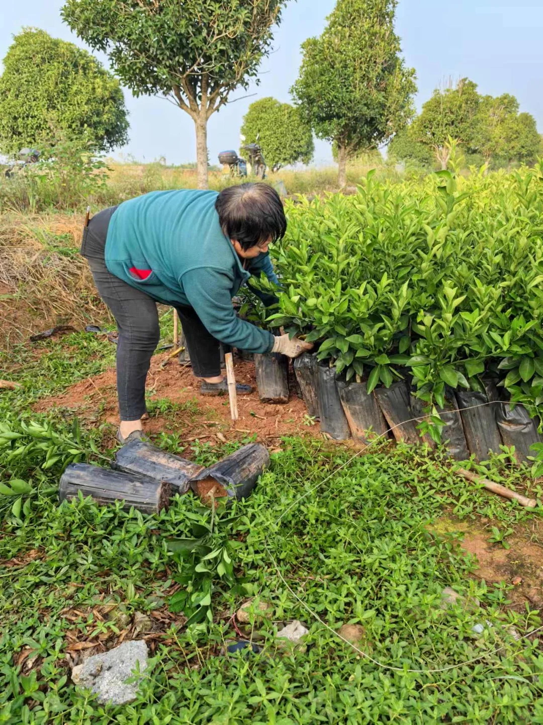 衢橘苗种植指南,从选苗开始
