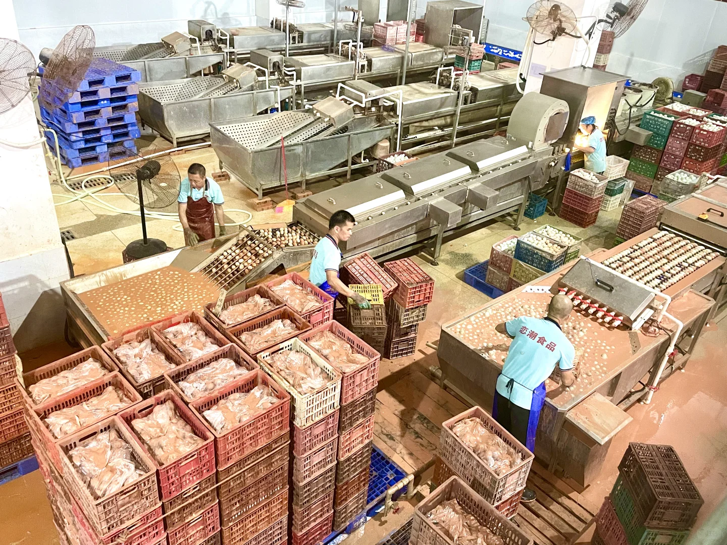 第一次参观海鸭蛋生产线