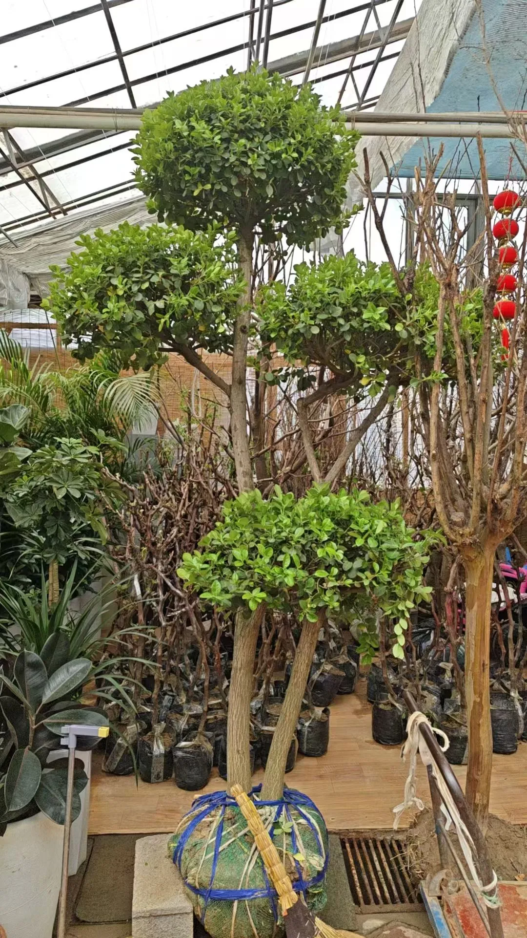 银川需要种树的小伙伴们看过来