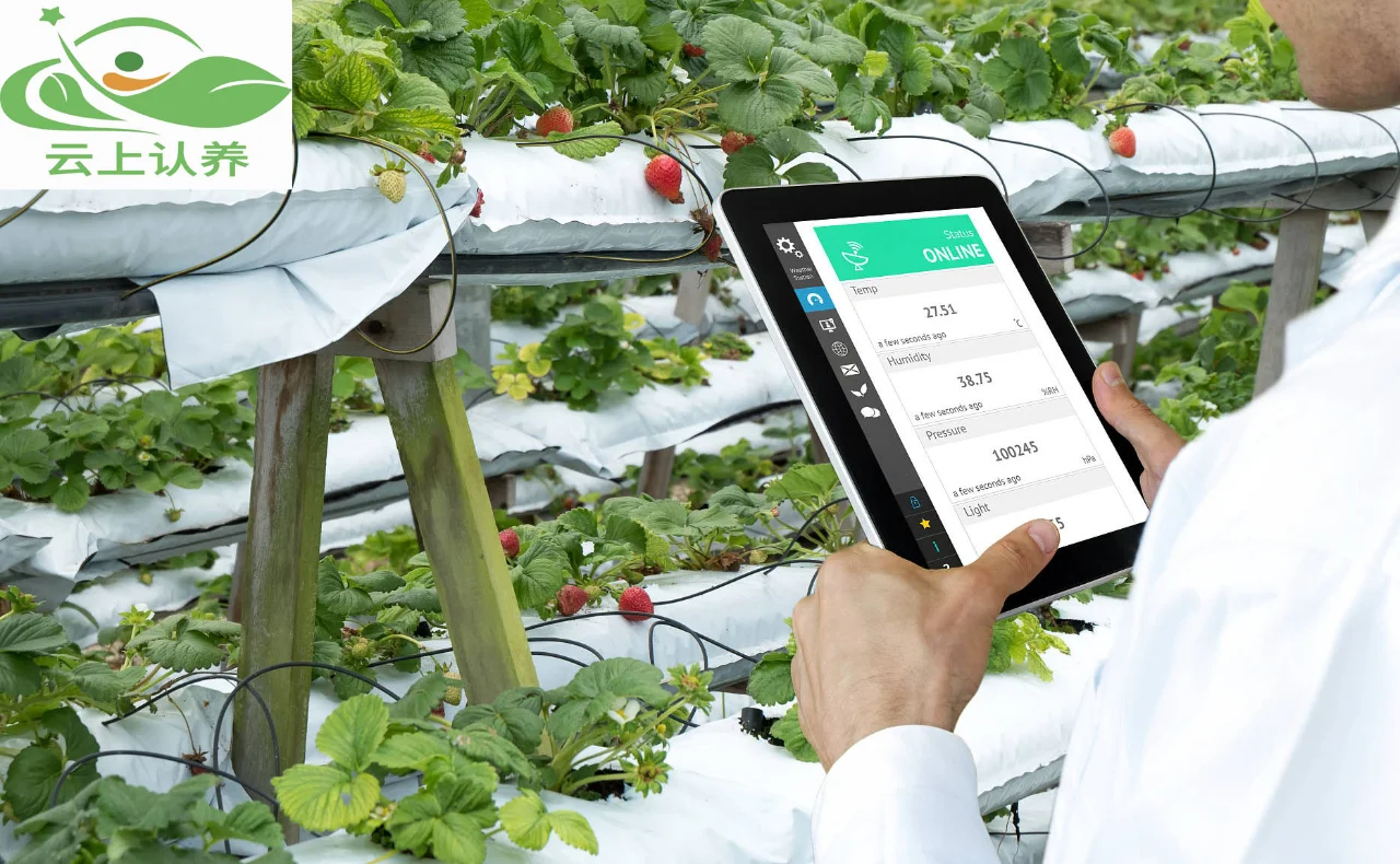 云上认养——发展智慧农业究竟有哪些优势？