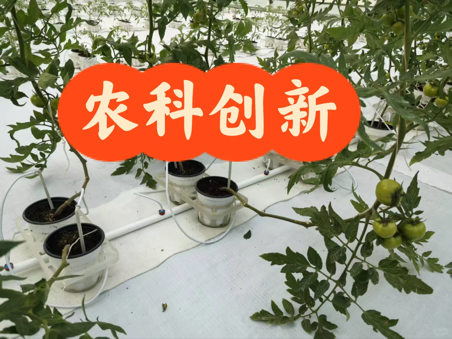 人人都会种,人人种的起