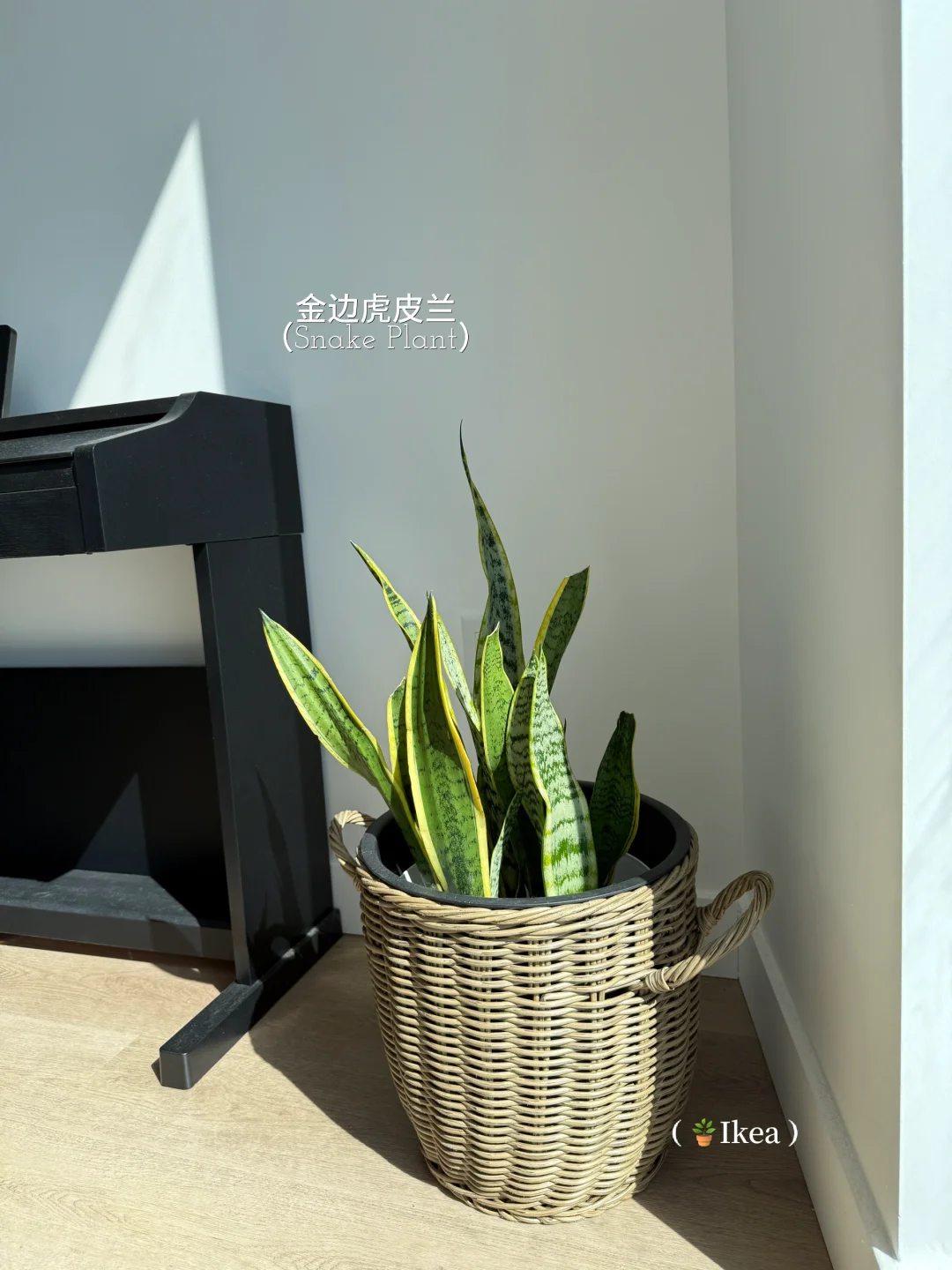 懒人轻松养??氛围感能量绿植分享