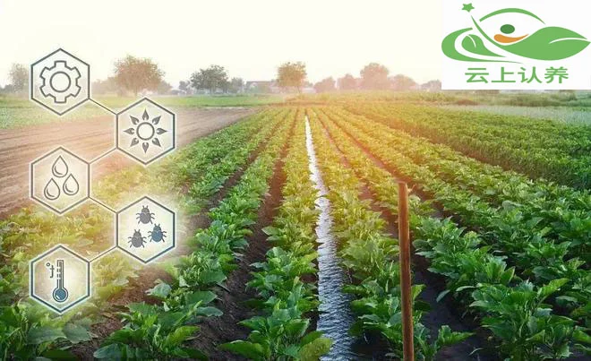 云上认养——智慧农业到底智慧在哪？