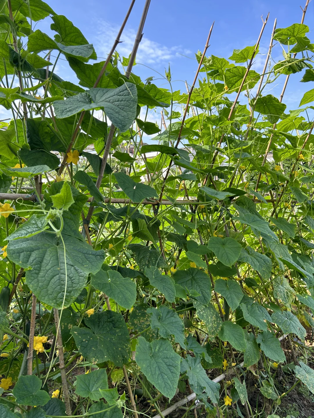 夏天的菜园满满当当 一顿八个菜 各个不重样