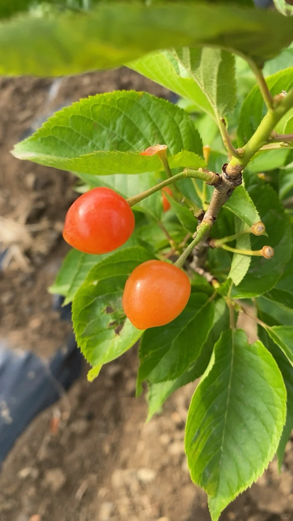 带分枝老品种中华小樱桃树苗