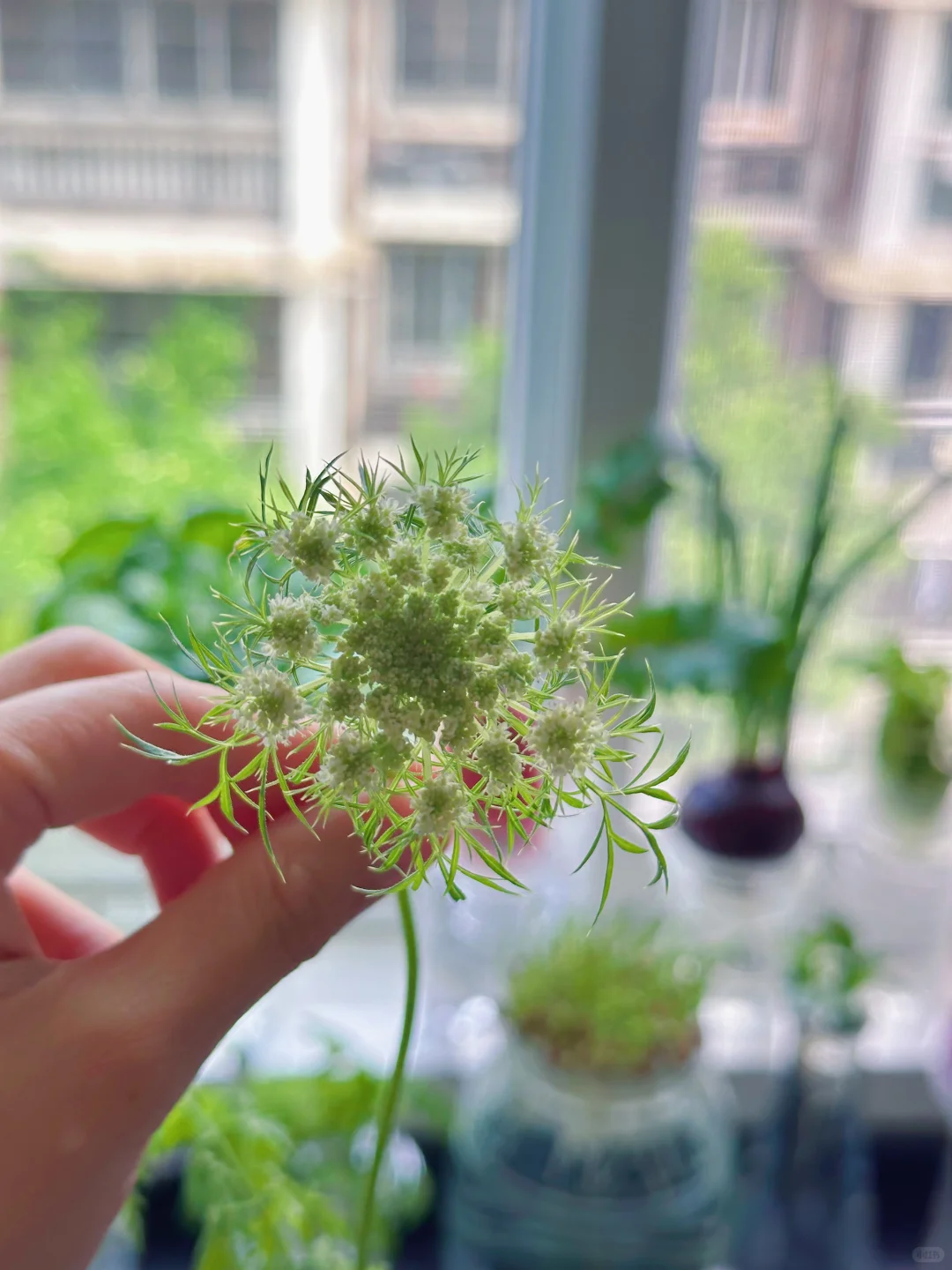 水培植物蔬菜小森林?