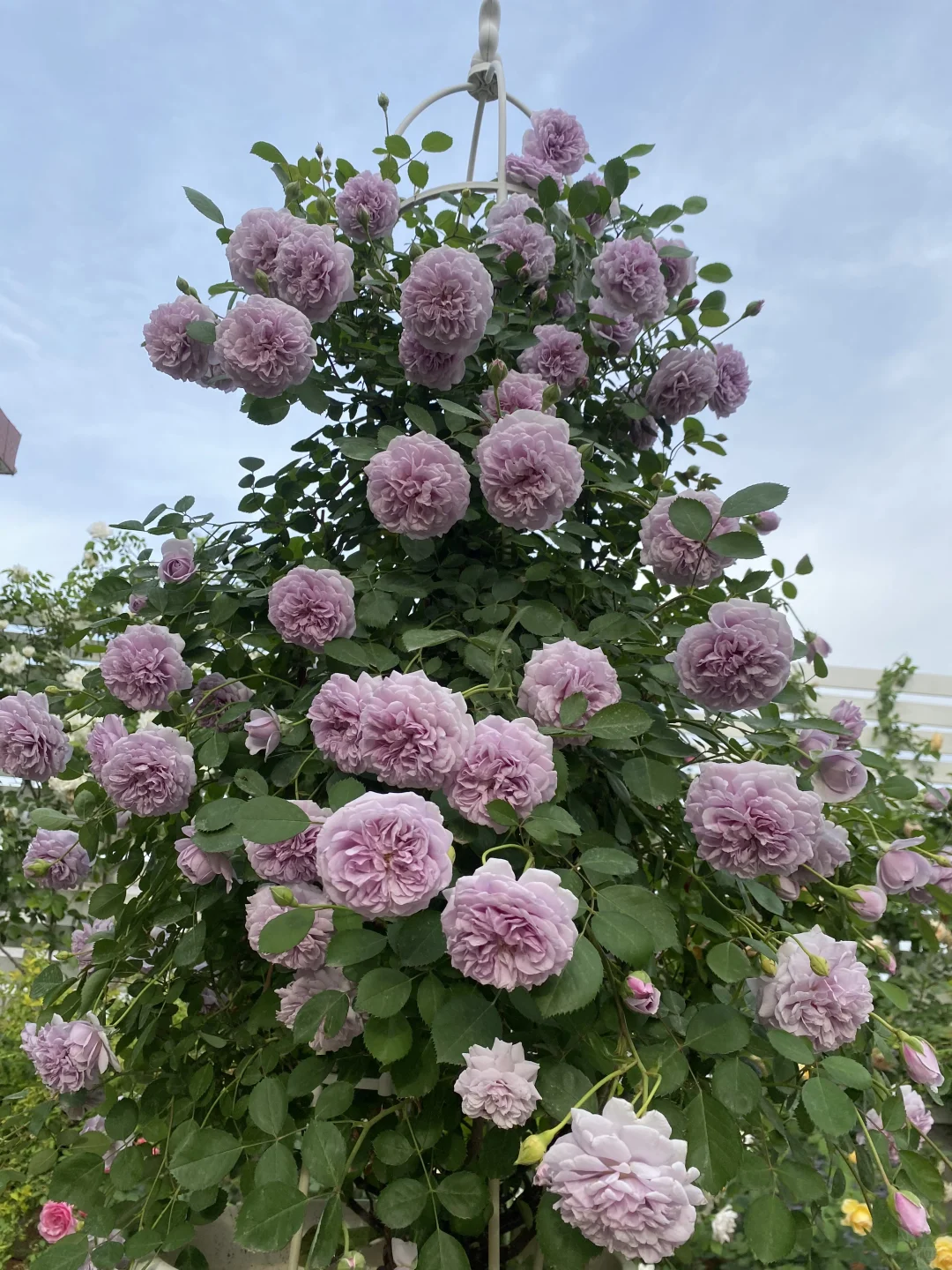 分享一下自己的月季养护经验