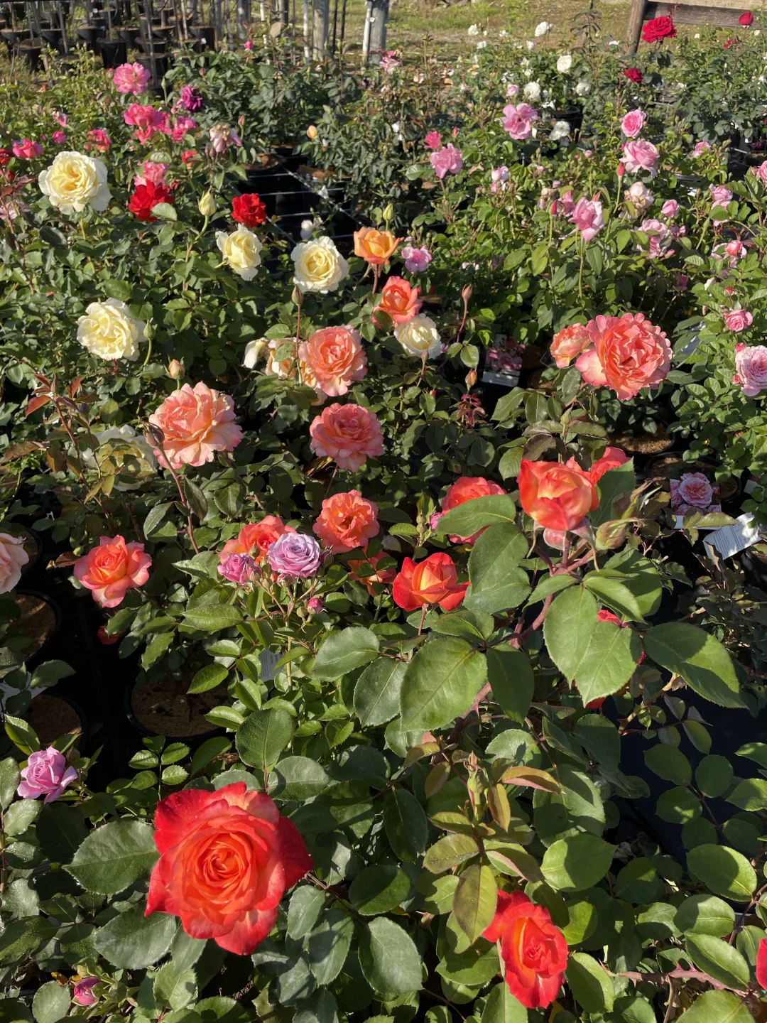 悉尼华人苗圃Camden Nurseries