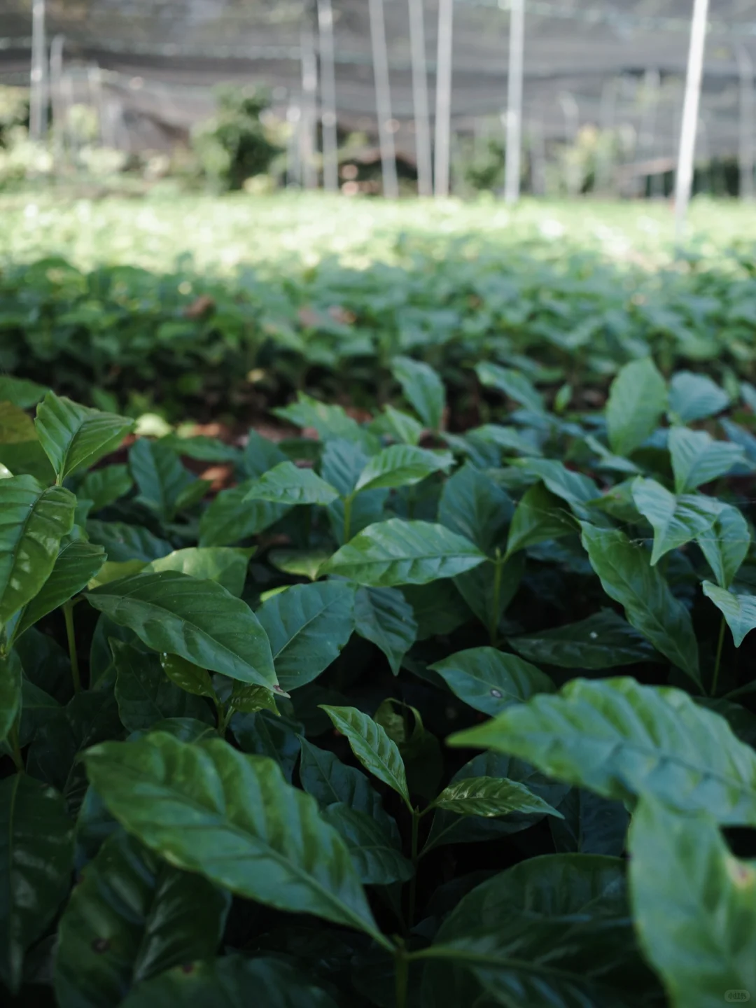 出售10万株瑰夏树苗