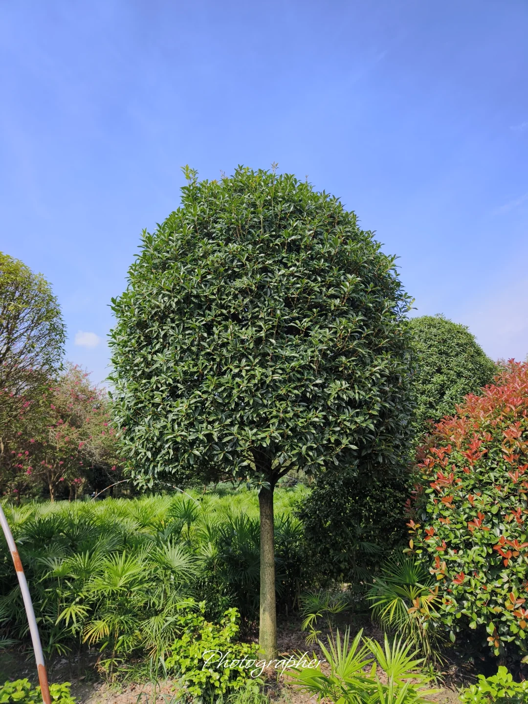 成都本土园林基地