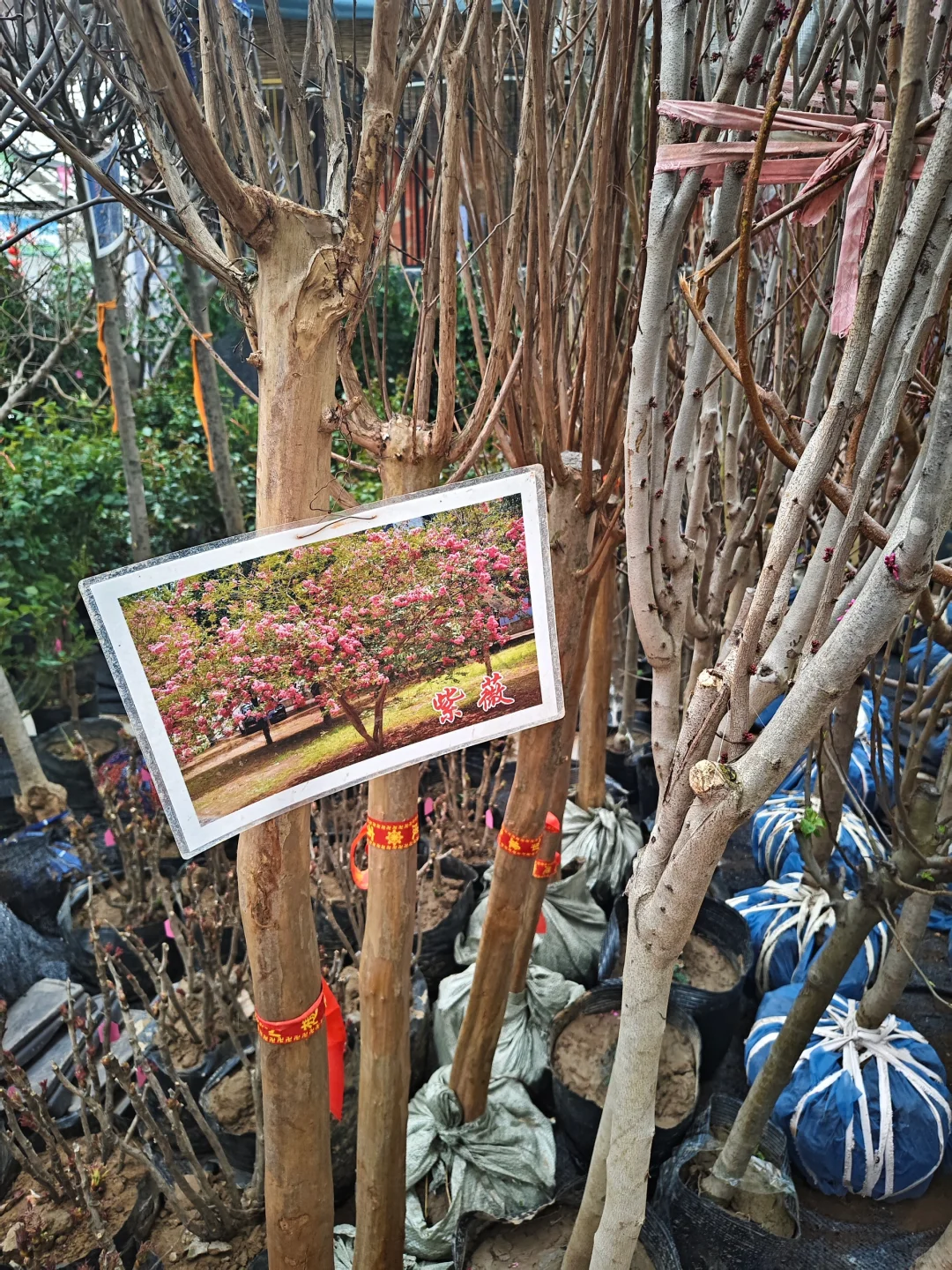 银川需要种树的小伙伴们看过来