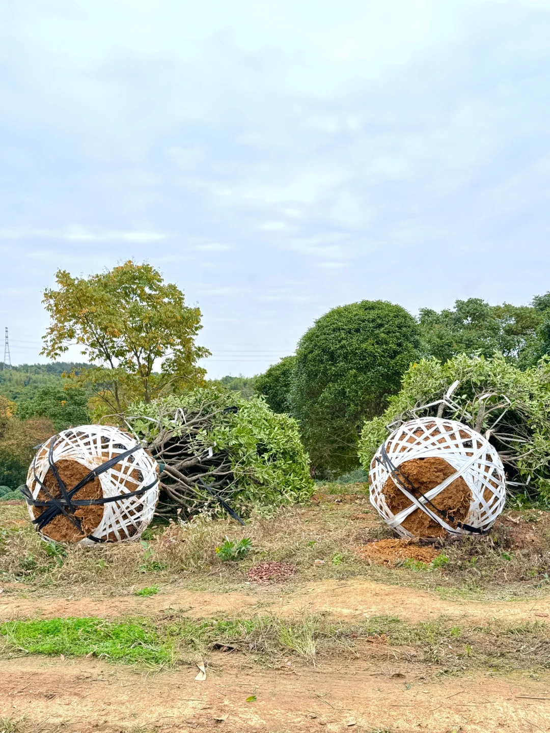 今天两大车桂花发往杭州??