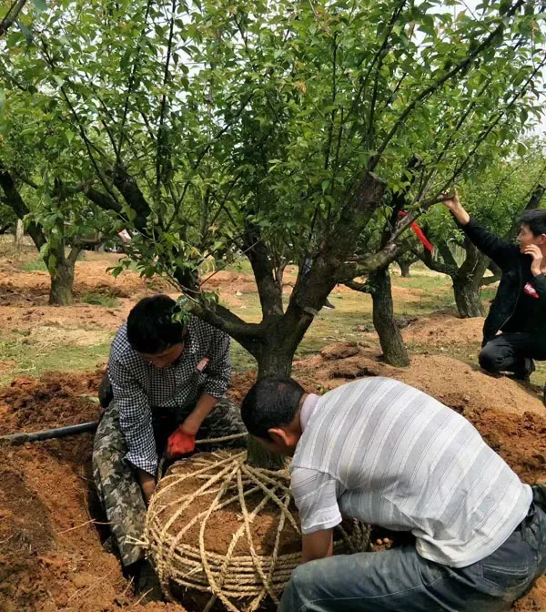 移栽树重庆专业移栽挖树砍伐修剪树枝
