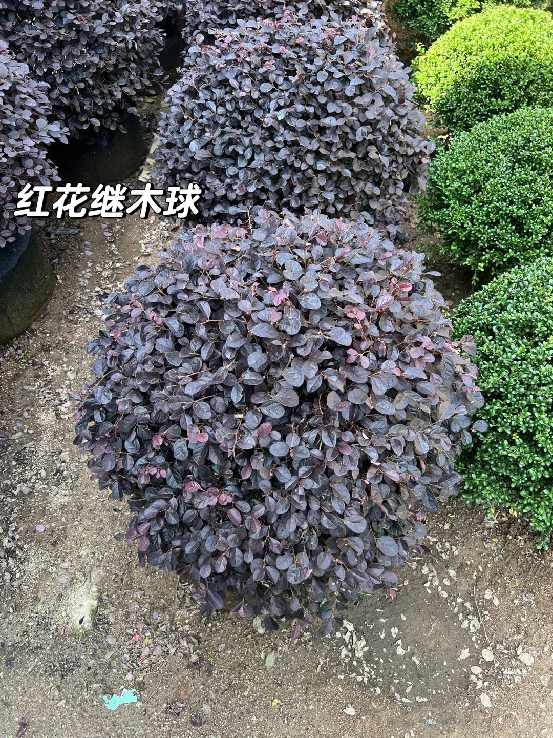 浙江庭院花卉苗圃 集市