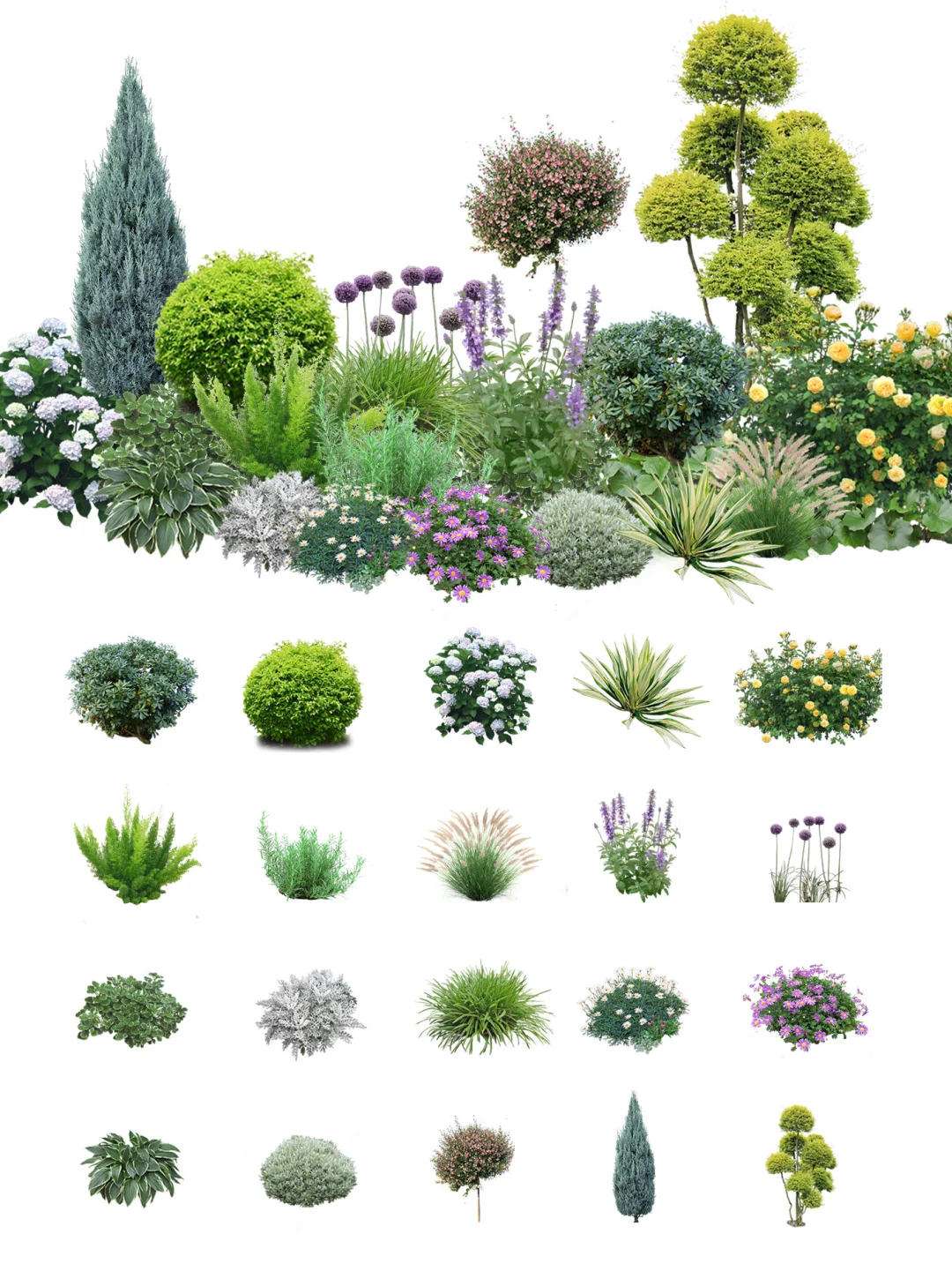 适合北方花园的平价好养植物清单来啦