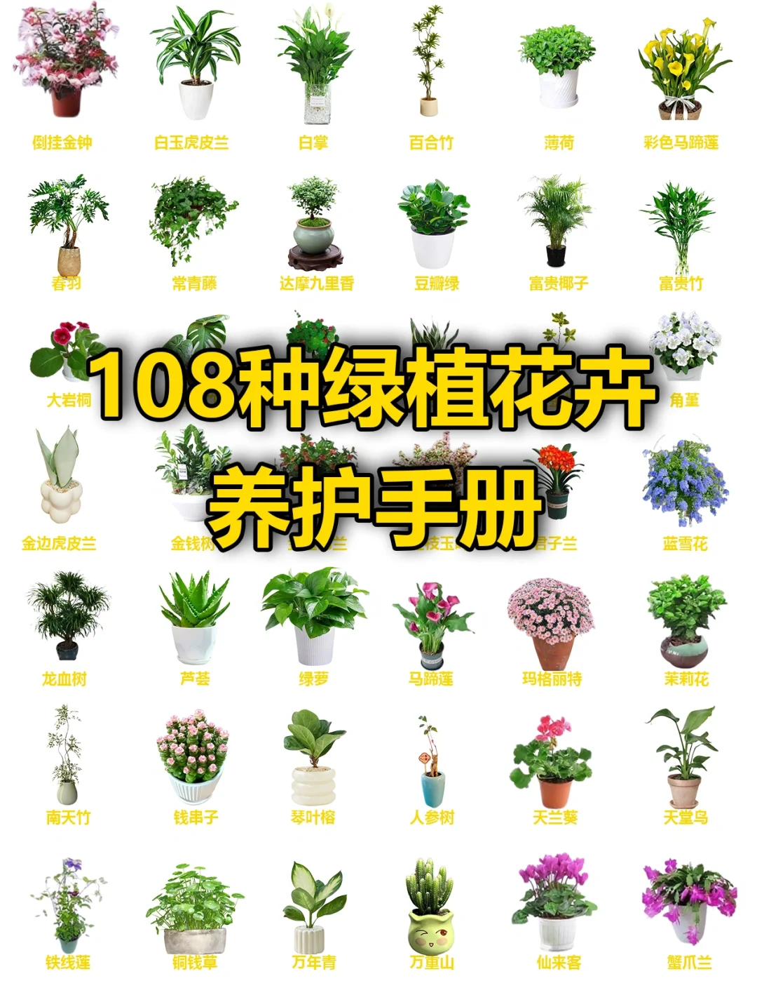 108种绿植花卉养护手册大全