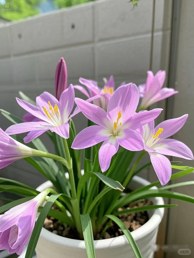 No.97#每日一植#花韭?