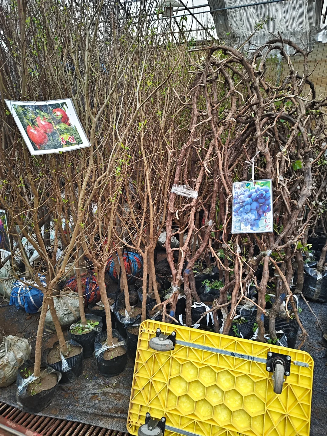 银川需要种树的小伙伴们看过来