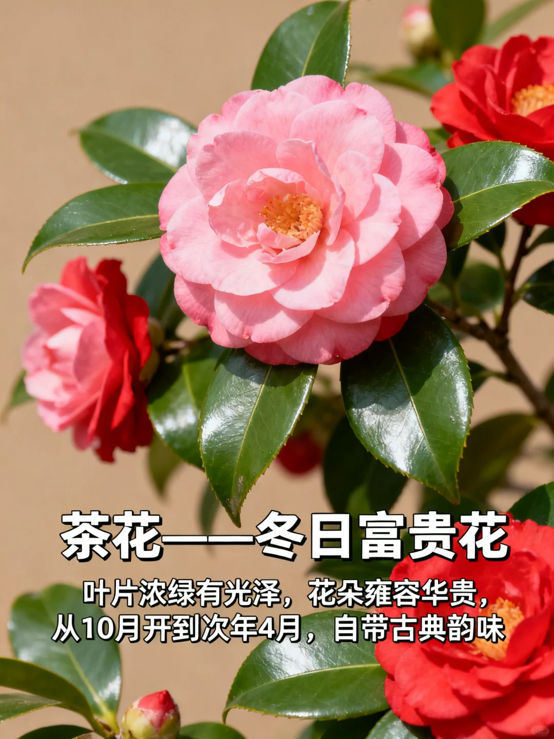 这 9 种 “超长待机” 花，美到能开 100 天