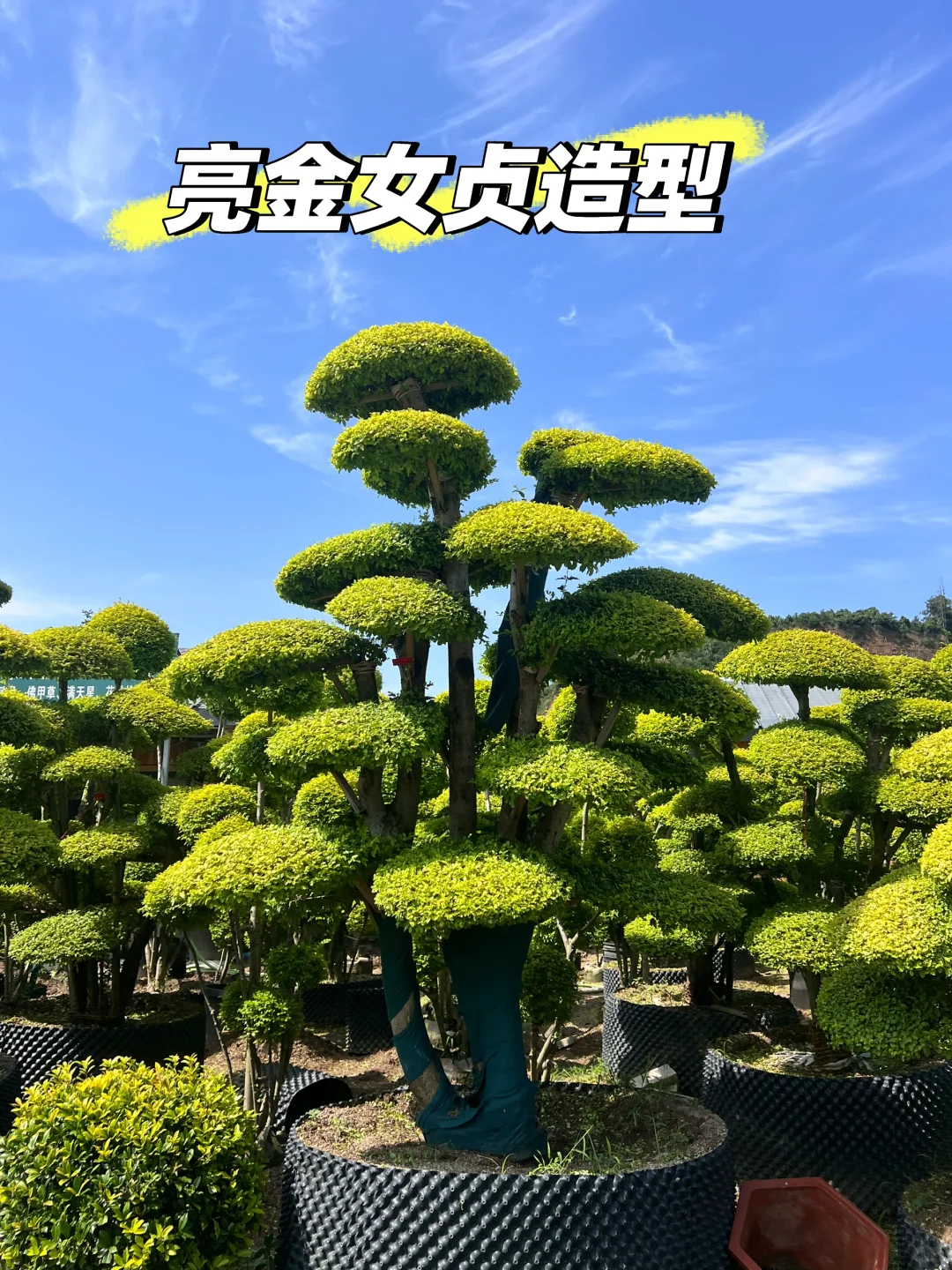 浙江庭院花卉苗圃 集市